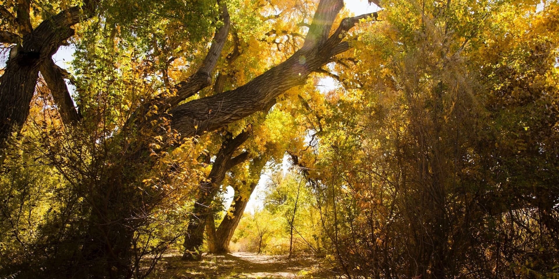 A golden-hued trail along the Bosque of the Rio Grande in Albuquerque, New Mexico. Trees arch over the path, creating a tunnel-like effect. The green leaves are transitioning to yellow, casting a warm, golden glow on the trail. This enchanting path, surrounded by the beauty of nature, evokes a sense of calm and introspection.